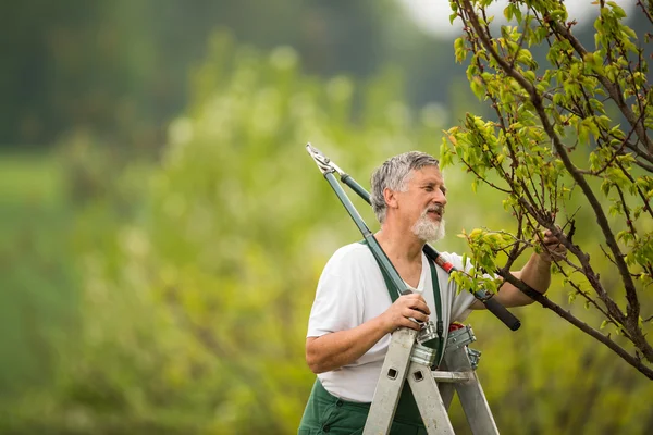 Jardinería de hombre mayor en su jardín (imagen tonificada en color ) —  Fotos de Stock