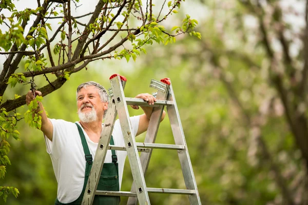 Jardinagem do homem sênior em seu jardim (cor tonificada imagem ) — Fotografia de Stock