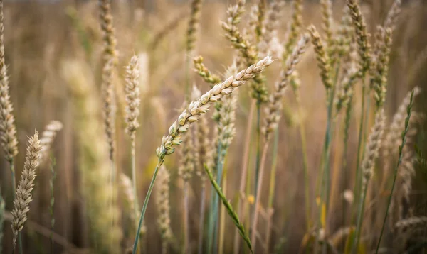 Ripe barley (lat. Hordeum) — Stock Photo, Image