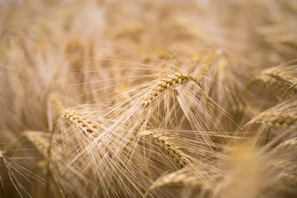 Ripe barley (lat. Hordeum) — Stock Photo, Image