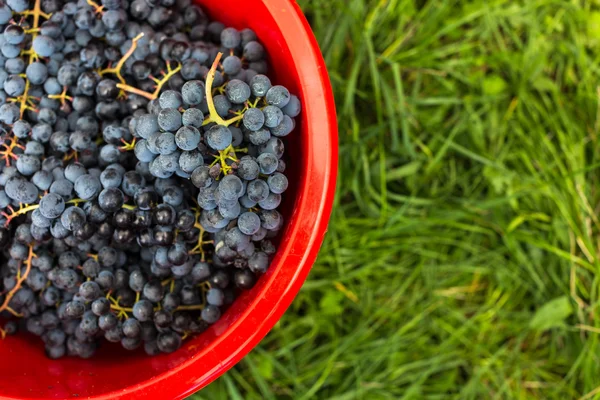 Frisch geerntete rote Trauben in einer Tasche — Stockfoto