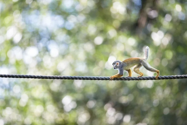 Gemeenschappelijke eekhoorn aap — Stockfoto