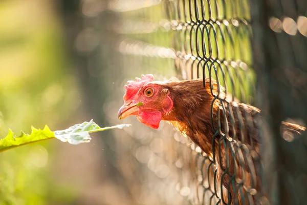 Hen in a farm yard — Stock Photo, Image