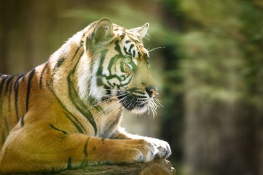 Siberian tiger - Amur tiger clipart