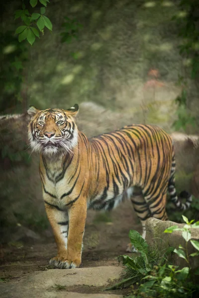 Tigre siberiana - tigre di Amur (Panthera ti — Foto Stock