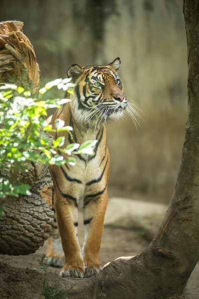 Σιβηρική τίγρη - τίγρης Amur (Panthera ti — Φωτογραφία Αρχείου