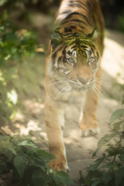 Σιβηρική τίγρη - τίγρης Amur — Φωτογραφία Αρχείου