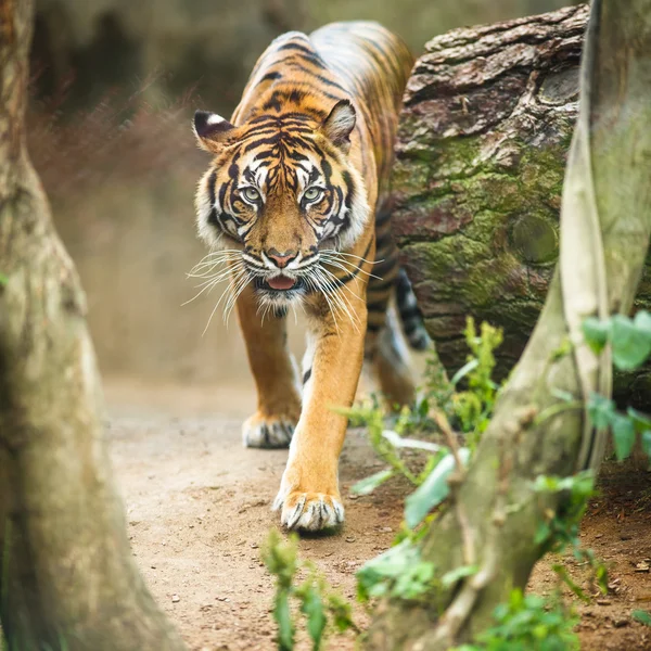 Tygr ussurijský - tygr amurský — Stock fotografie