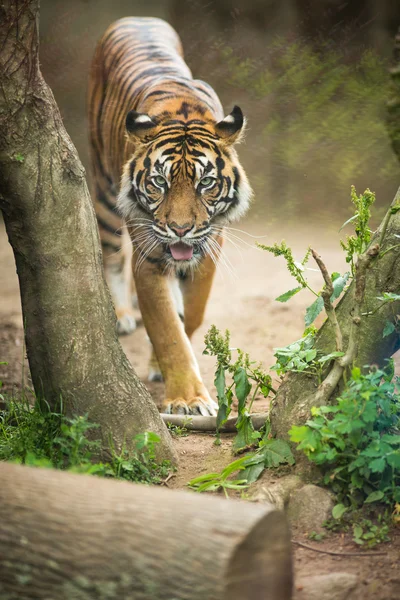 Tigre siberiana - tigre di Amur — Foto Stock