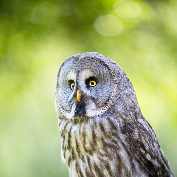 Primo piano di un gufo reale (Strix aluco) nel bosco — Foto Stock