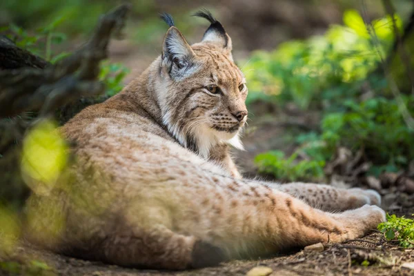 Євразійська рись (Lynx lynx)) — стокове фото
