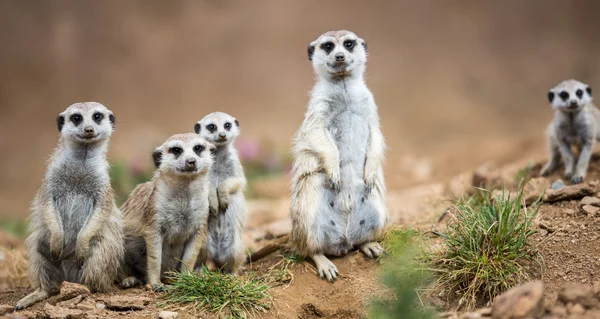 Άγρυπνο meerkats στέκεται φρουρός — Φωτογραφία Αρχείου