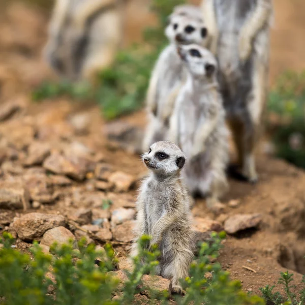 Vakande meerkats stå vakt — Stockfoto