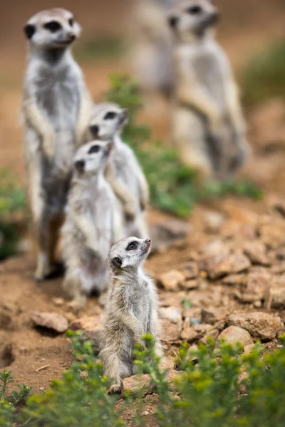 Stál na stráži bdělí surikat — Stock fotografie