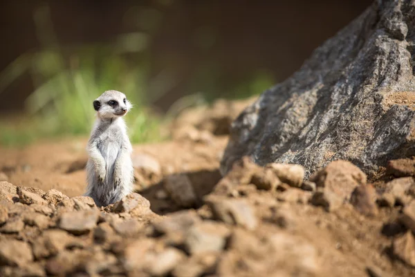 Άγρυπνο meerkats στέκεται φρουρός — Φωτογραφία Αρχείου