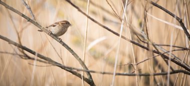Serçe (Passer domesticus)