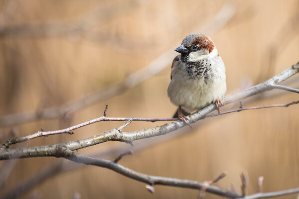 Дом Воробьев (Passer domesticus)