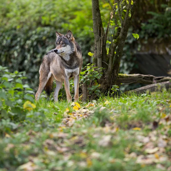Gri/Avrasya kurt (Canis lupus) — Stok fotoğraf