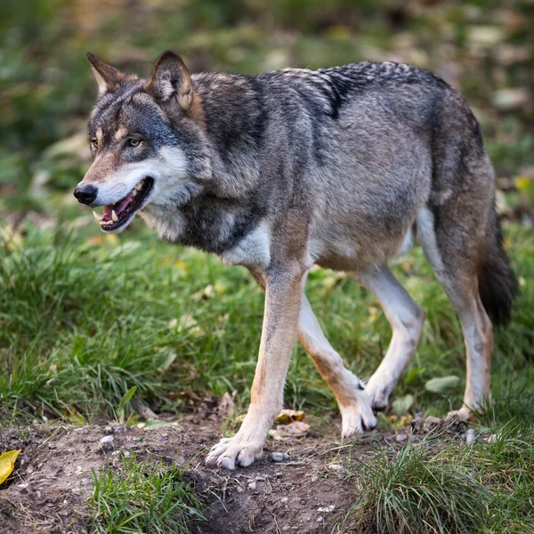 Grå/eurasisk varg (Canis lupus) — Stockfoto