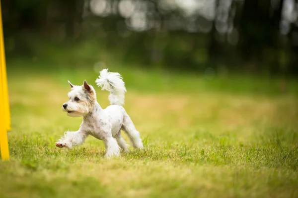 Симпатичная маленькая собачка делает упражнения на ловкость - бегущий слалом — стоковое фото