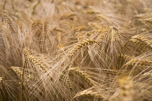 Cebada madura (lat. Hordeum ) —  Fotos de Stock