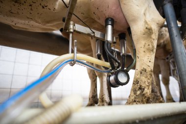 inek milked