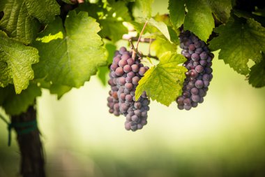 Kırmızı şarap üzüm eski bir asma dan asmak büyük demet