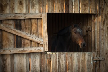 Horse in a stable clipart
