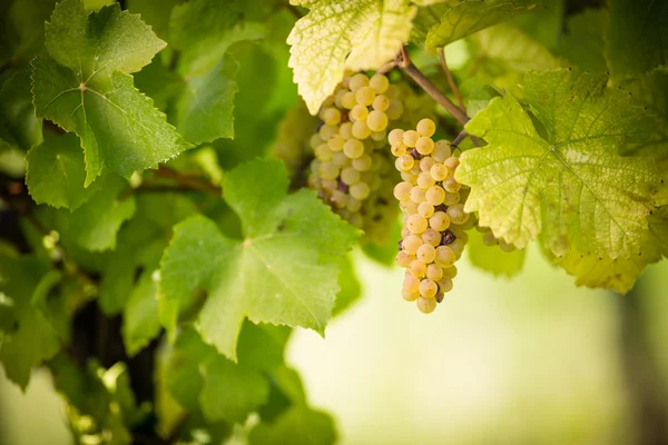 De grandes grappes de raisins rouges sont suspendues à une vieille vigne — Photo