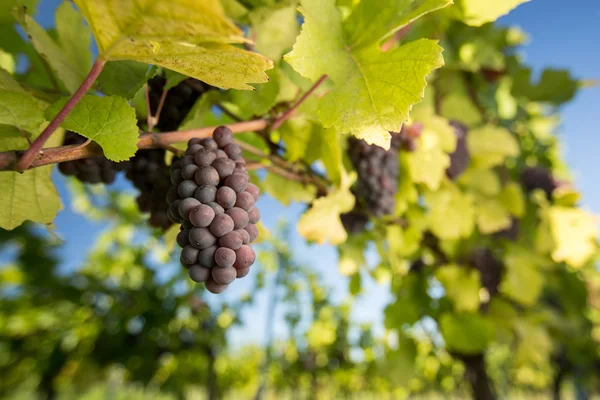 De grandes grappes de raisins rouges sont suspendues à une vieille vigne — Photo