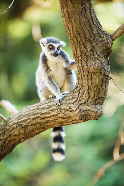 Lemur kata (Lemurenkatze)) — Stockfoto