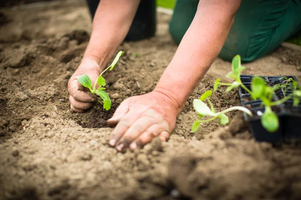 Händerna på en man plantera sin egen köksträdgård — Stockfoto