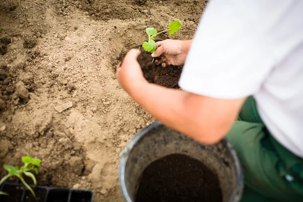 Las manos de un hombre plantando su propio huerto — Foto de Stock