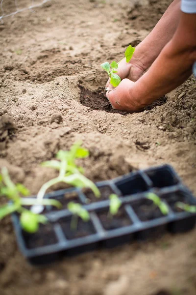 Hände eines Mannes, der seinen eigenen Gemüsegarten anpflanzt — Stockfoto