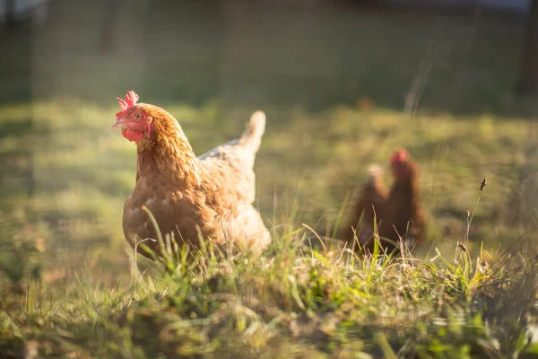 Курица на ферме (Gallus gallus domesticus) — стоковое фото