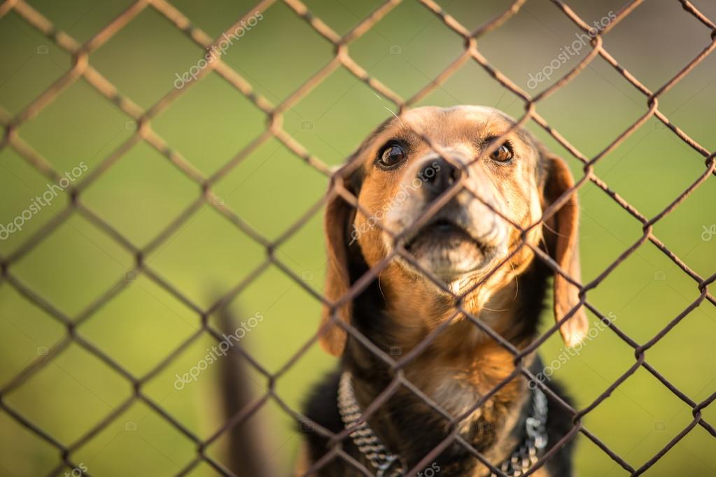 Cute Guard Dog Behind Fence Barking Checking You Out Stock Photo By C Lightpoet Cute Guard Dog Behind Fence Barking Checking You Out Stock Photo By C Lightpoet