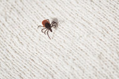 Kene - kan emici taşıyıcı çeşitli hastalıkların