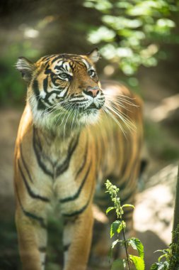 Sibirya kaplanı closeup aynı zamanda Amur kaplanı olarak biliyorum
