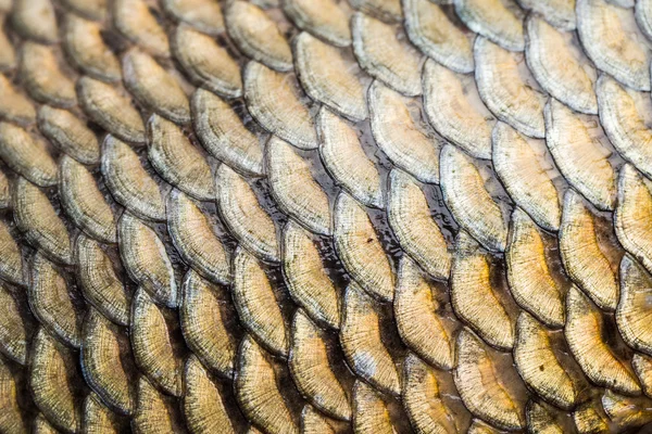 Carp fish scales grunge texture back ground — Stock fotografie