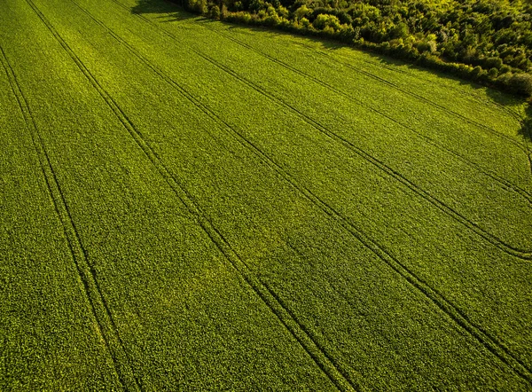 Terres agricoles d'en haut - image aérienne d'un vert luxuriant classé — Photo