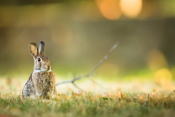 Çimenlikteki sevimli tavşan — Stok fotoğraf