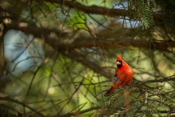 Kardynał Północnej (Cardinalis kardynałów) — Zdjęcie stockowe