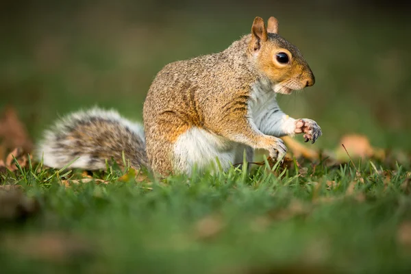 Esquilo cinzento oriental (Sciurus carolinensis) — Fotografia de Stock