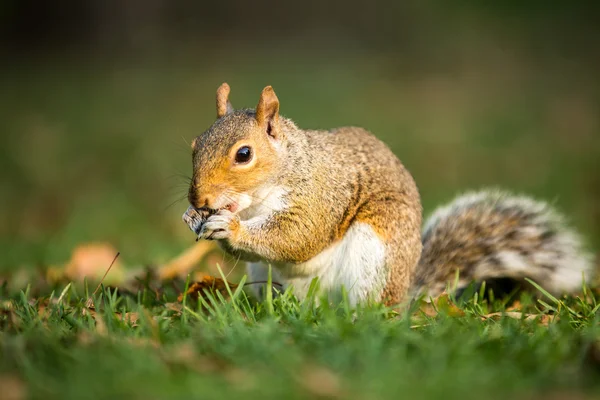 Oostelijke grijze eekhoorn (Sciurus carolinensis)) — Stockfoto