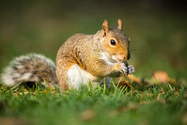 Oostelijke grijze eekhoorn (Sciurus carolinensis)) — Stockfoto