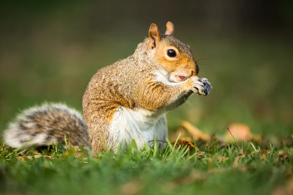 Wiewiórka wschodnia (Sciurus carolinensis)) — Zdjęcie stockowe