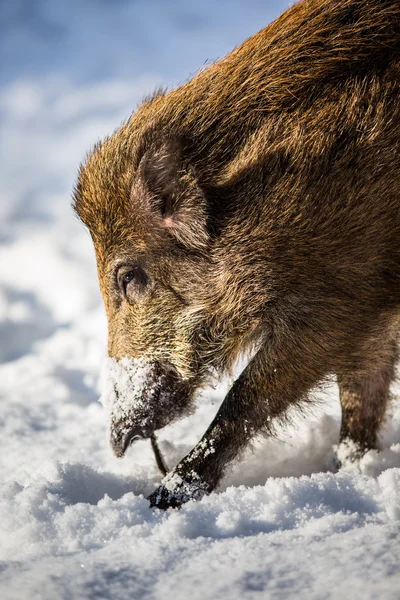 Wild boar (Sus scrofa) — Stock Photo, Image