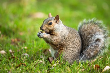 Doğu Gri Sincap (Sciurus carolinensis)