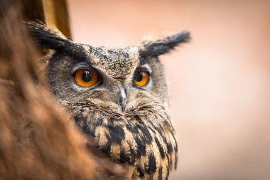 Avrasya kartal baykuş closeup