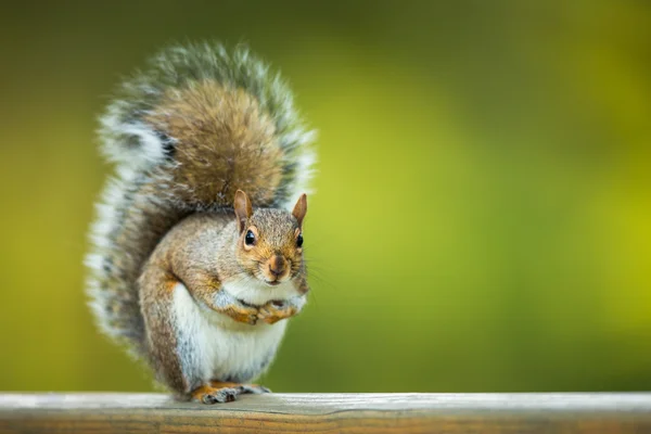 Восточная серая белка (Sciurus carollensis)) — стоковое фото